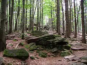 Bavarian Forest National Park