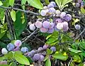 Ripe beach plums at the North Beach area of Sandy Hook, New Jersey