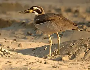 At Inskip Point, SE Queensland, Australia