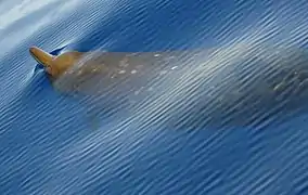 Blainville's beaked whale (M. densirostris) in the Bahamas