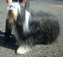 Bearded Collie showing furnishings