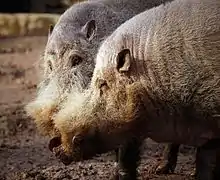 Bearded pigs at Philadelphia zoo