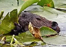 Beaver in water eating lily pads