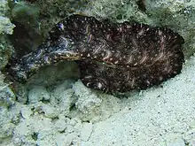 A marine species Pseudobiceros bedfordi (Bedford's Flatworm), a member of the Polycladida