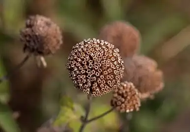 Seed head