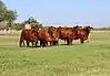 Several female cattle (heifers) of the Beefmaster breed