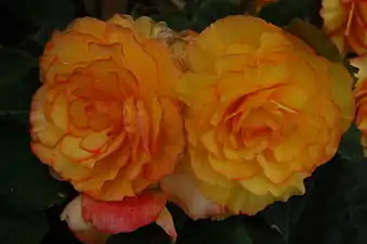 Begonia cultivar