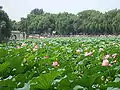 Lotuses in the park