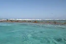 Close-up view of the reef