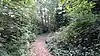 Path in Belsize Wood