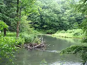 A smooth creek flows between two banks covered with lush vegetation