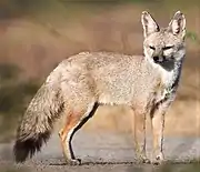 Brown fox in the grass