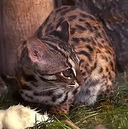 Far Eastern Forest Cat