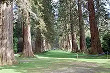 The avenue of Giant Redwoods at Benmore