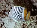 Seychelles butterflyfishChaetodon (Rhombochaetodon) madagaskariensis