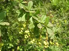 Berberis aristata, from the Himalayas