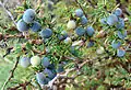 Berberis empetrifolia, fruit