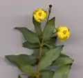 Berberis gagnepainii, flower detail (flowers 7 mm (0.28 in) diameter).