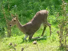 Mountain reedbuck