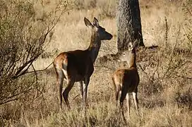 Deer during the 2008 roar.