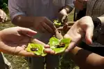 Betel quid preparations among the Iraya Mangyan of Mindoro, Philippines