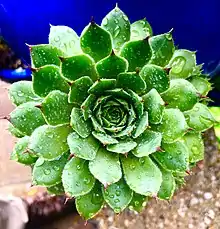 Close up of large sempervivum