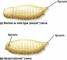 Bicoid mutant