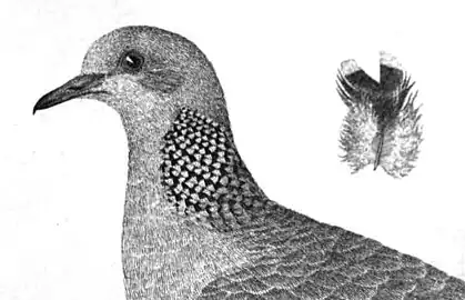 The bifid neck feathers