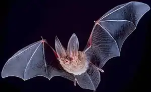 Townsend's big-eared bat (Chiroptera)