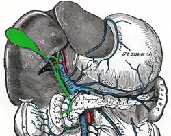 The portal vein and its tributaries