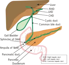 Biliary tract