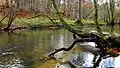 Bille in the Billetal nature reserve in the Sachsenwald