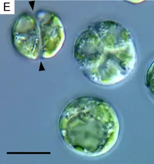 Binary and quaternary cell divisions of Lotharella globosa. Arrowheads indicate the parental cell wall.Scale bar = 10 μm