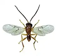 Biorhiza pallida male