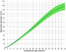 By biparietal diameter (BPD)