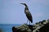 Bare-throated tiger heron (Tigrisoma mexicanum)