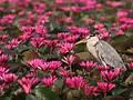 A grey heron amongst the water lilies at Chirakkal chira