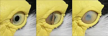 A masked lapwing blinking the left eye (the nictitating membrane is used rather than the eyelids). Note origin of the membrane from the medial canthus.