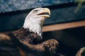 Bald eagle