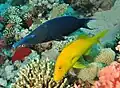 Gomphosus caeruleus swimming with a yellow goatfish