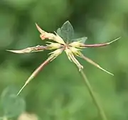 Young seedhead