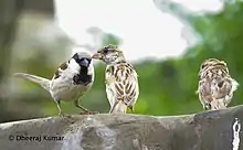 Sparrow in Tharparkar