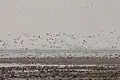 Birds at Poyang Lake, 2014