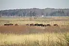 Bison at Kankakee Sands in Newton County