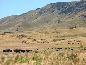 A herd of bison on Antelope Island