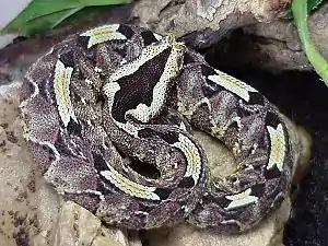 Vivid blue-green patterned juvenile