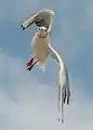 In flight near Großenbrode, Schleswig-Holstein. The bird is in a near-vertical position.