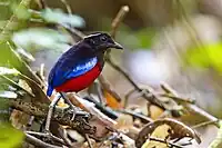 short-tailed bird, black with a red belly and an iridescent sky-blue wing