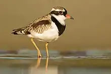 Black-fronted Dotterel (C. melanops)