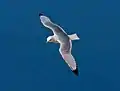 In flight, Heligoland, Germany